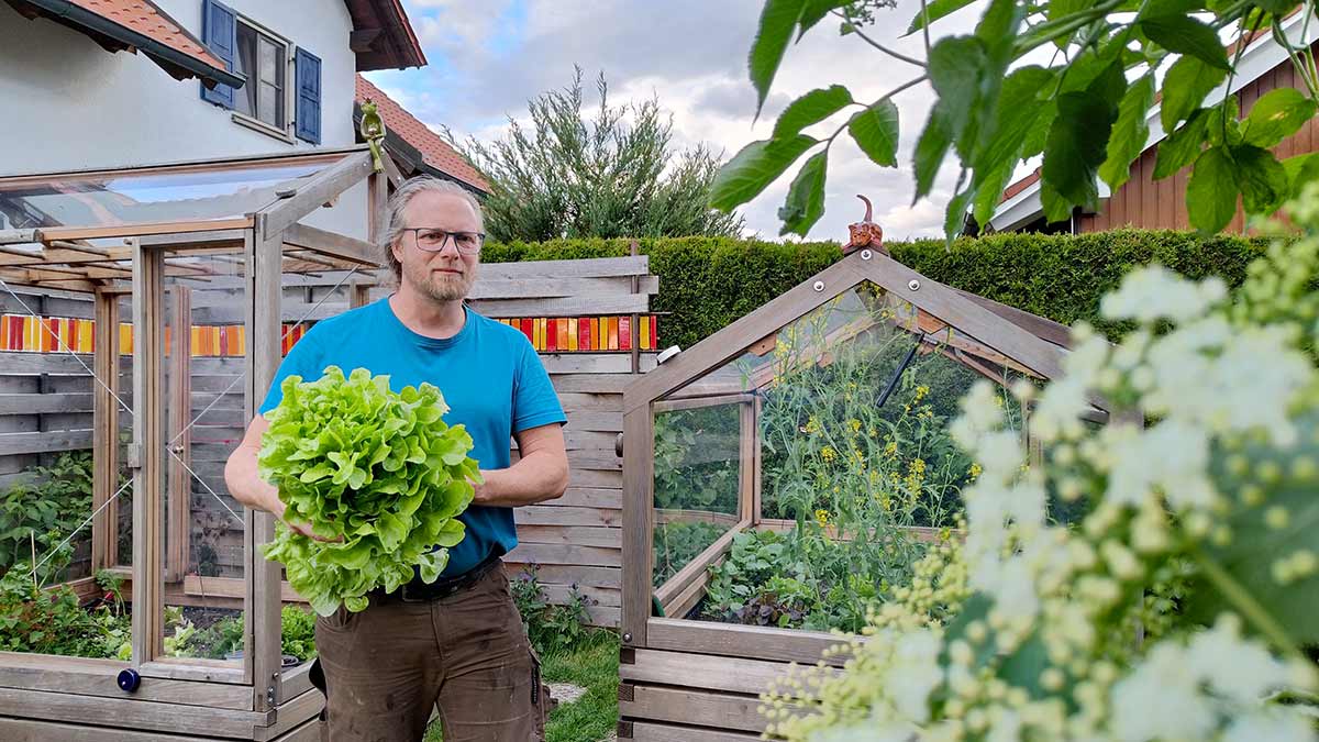 Salat aus dem Hochbeet ernten