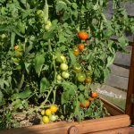 Viele Tomaten an den Rispen im Tomatenhaus von Gartenfrosch