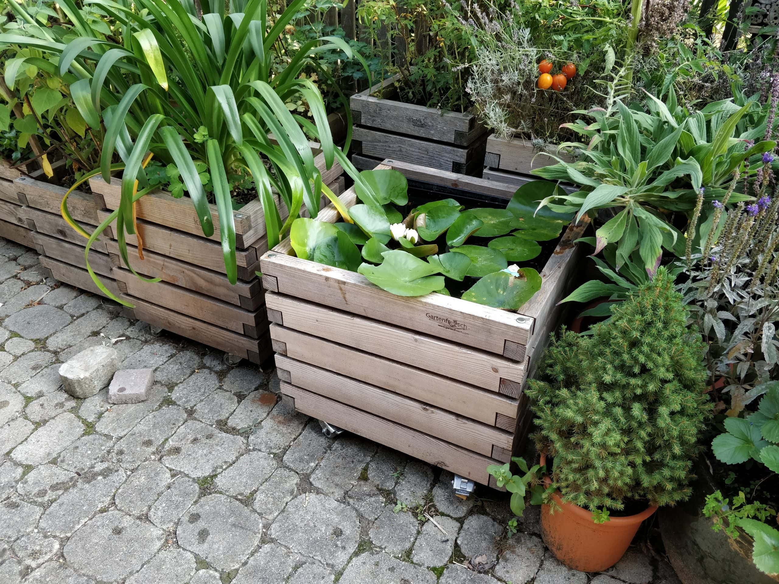 Miniteich Terrassenteich mit Seerose