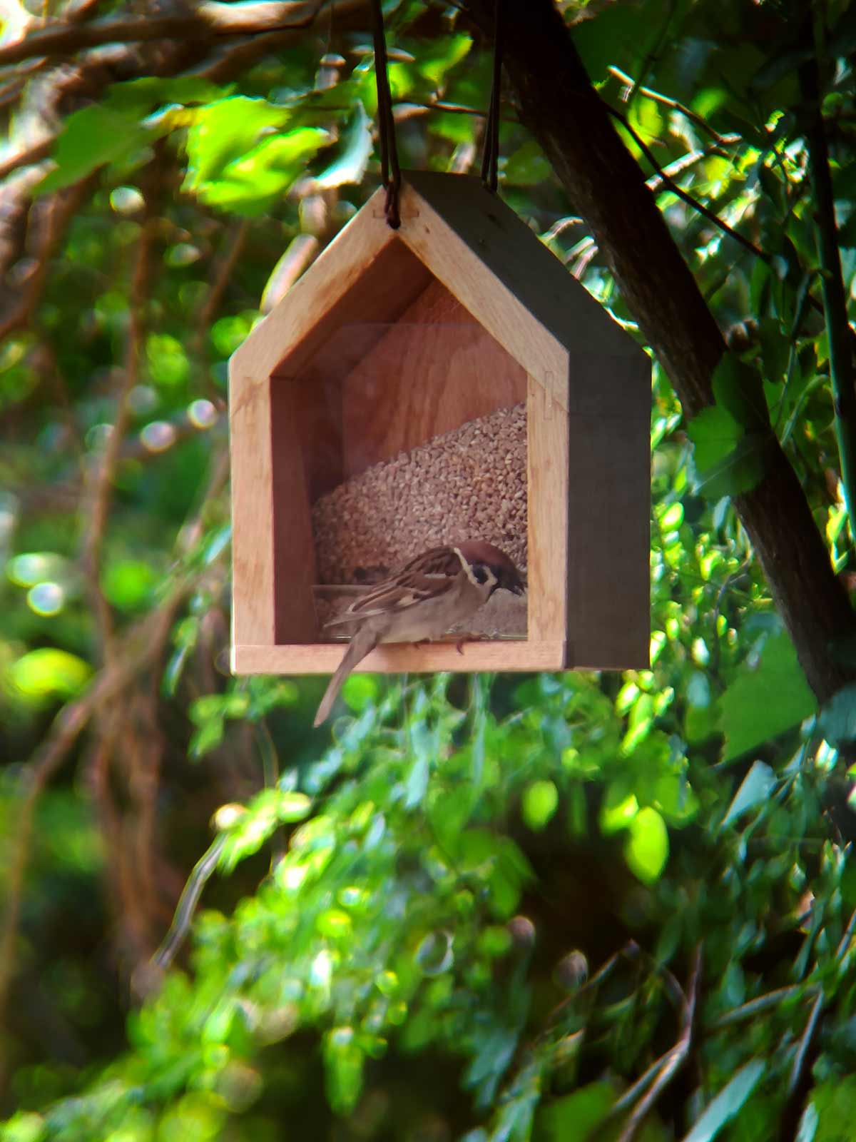Vogel Futter Haus mit Spatz