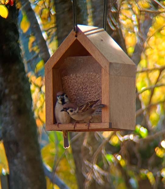 Sperling, der kleine Spatz am Futterhaus
