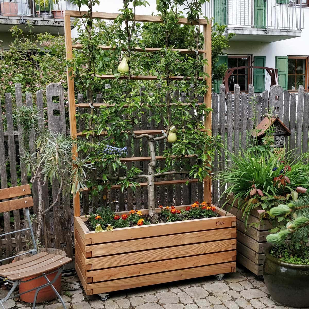 pflanzkuebel-spalier-mit-birne-im-fruehsommer-1200px
