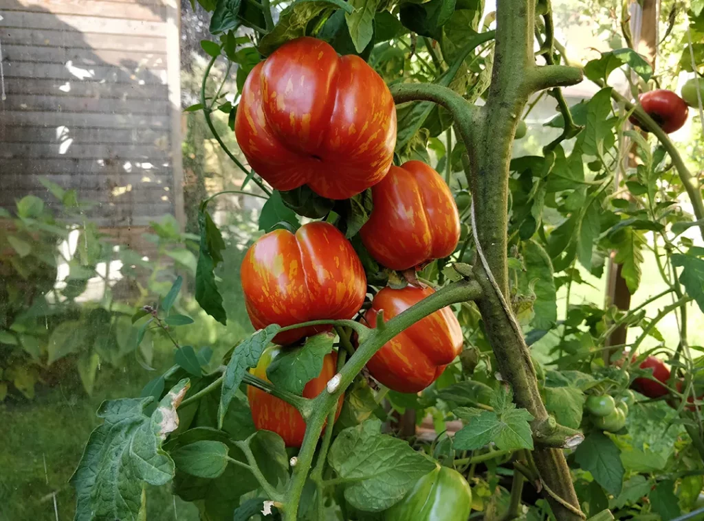 Tomaten Nahaufnahme