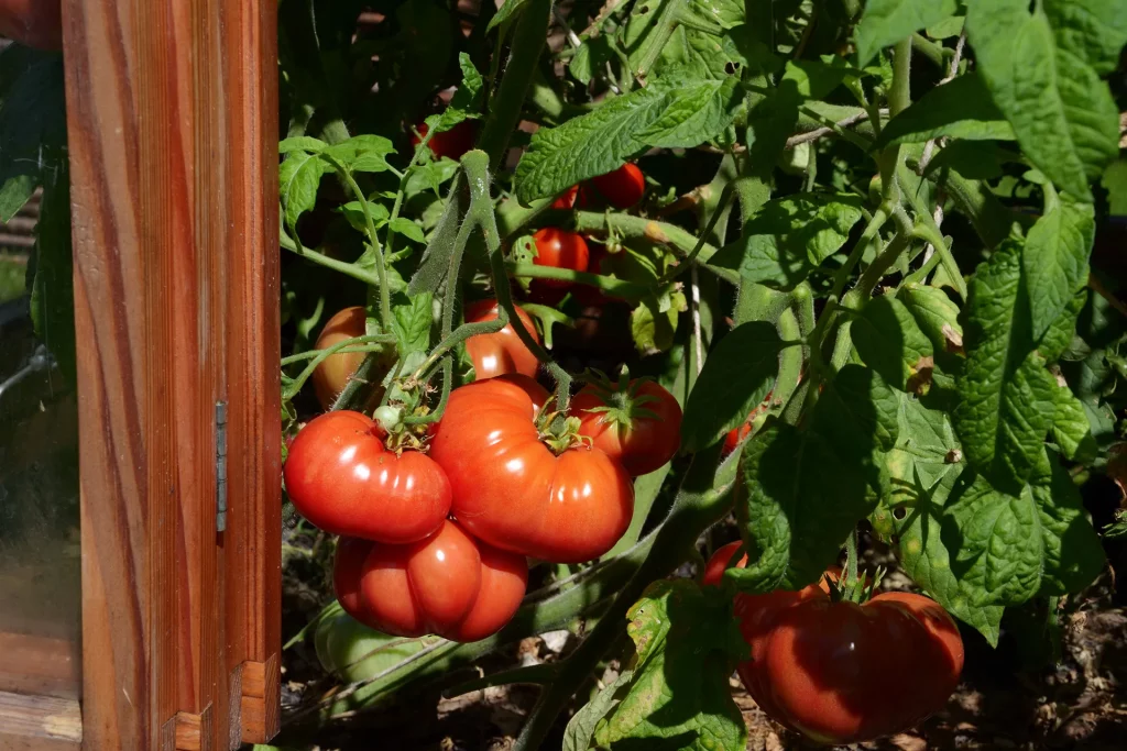 Tomaten im Gewächshaus