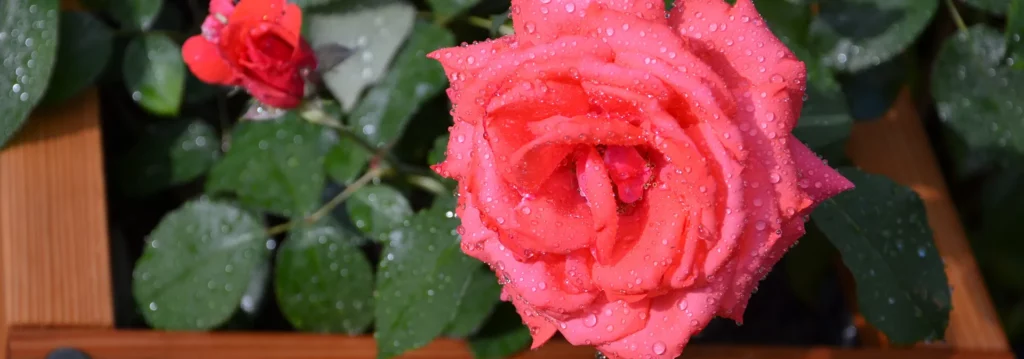 Rosa Rose im Hochbeet