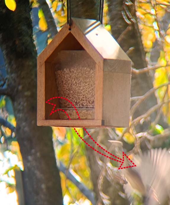 Sperling nur noch Flügel zu sehen