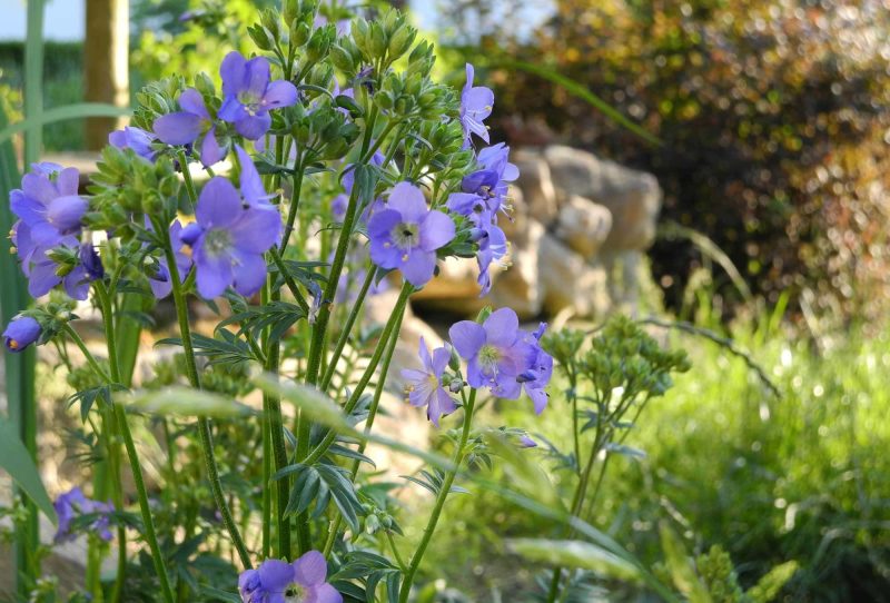 Blüten sind Nahrung und Zierde