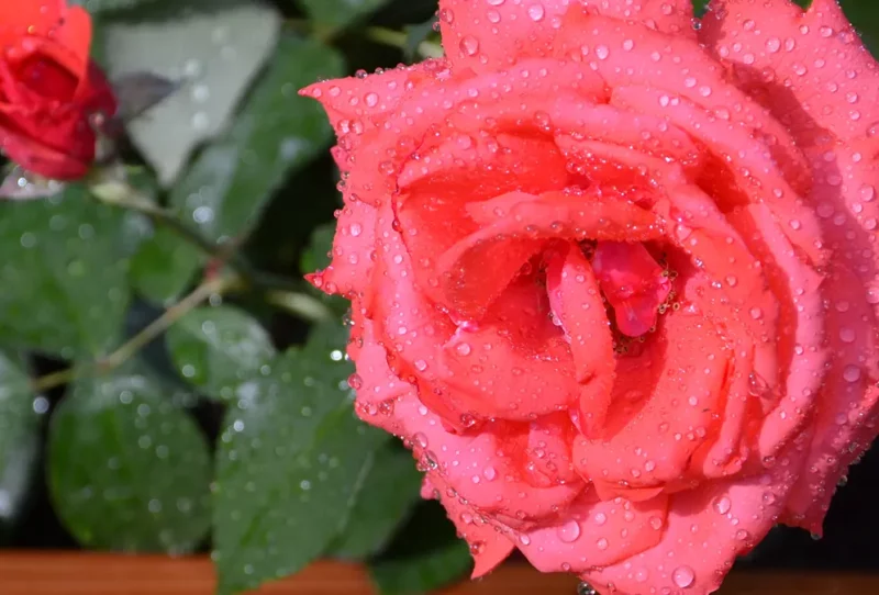 Rosa Rose im Hochbeet