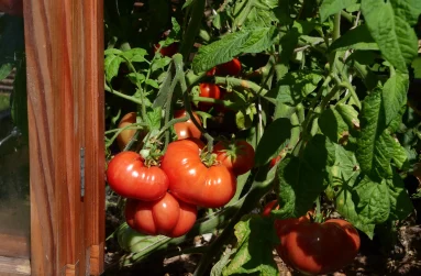 Tomaten im Gewächshaus