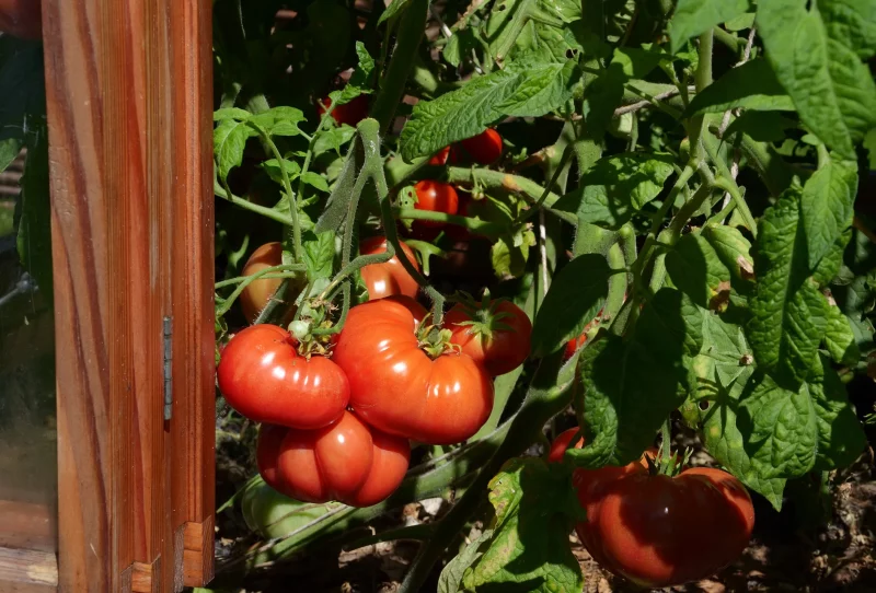 Tomaten im Gewächshaus